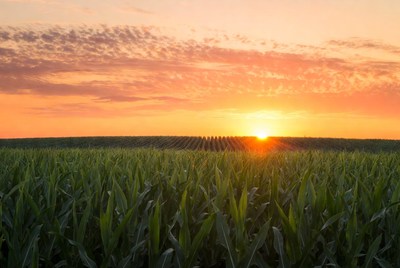 Sunset over cornfield