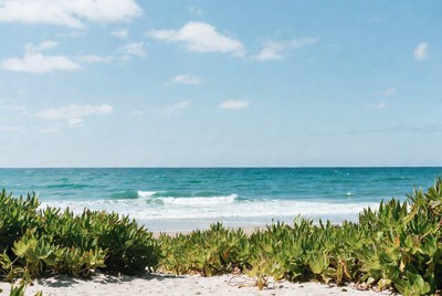 Ocean view through beach grass