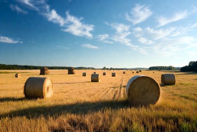 Hay bales in golden field