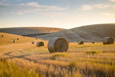 Hay bales in rolling fields