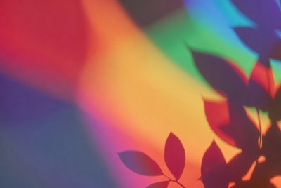 Rainbow Leaves Shadow on Wall