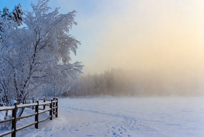 Snowy Trees by Wooden Fence