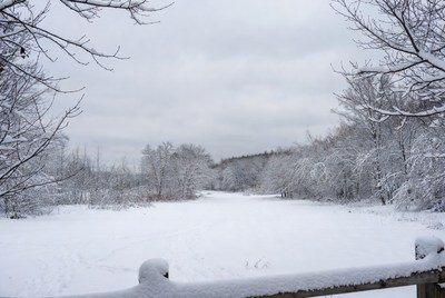 Snowy Path Through Winter Forest