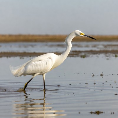 Snowy Egret wading in marsh