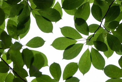 Green leaves against white background