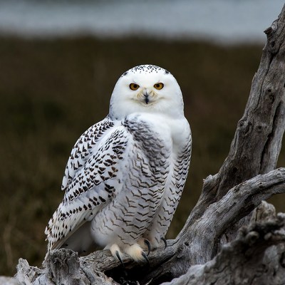 Snowy Owl Perched on Driftwood