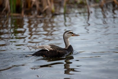 Black swan swimming in water