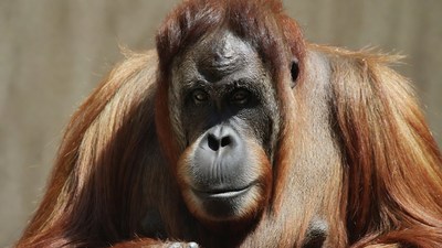 Close-up of orangutan face