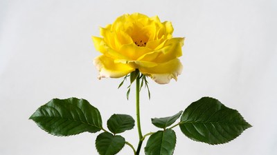 Yellow rose on white background