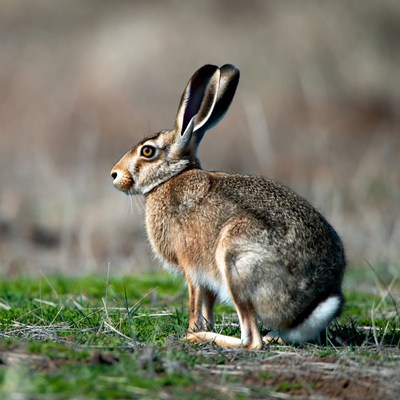 Jackrabbit standing in grass