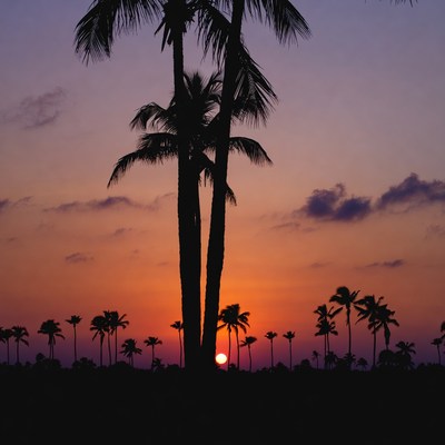 Palm Trees Silhouette at Sunset