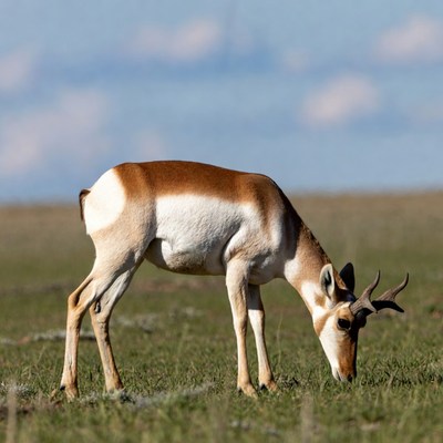 Pronghorn antelope grazing in grassland