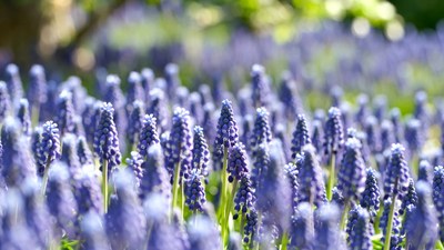 Purple Hyacinth Flowers in Bloom