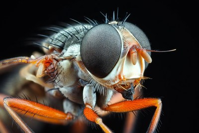 Close-up of orange-legged robber fly
