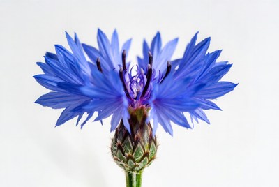Blue Cornflower Flower Closeup