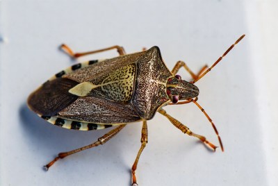 Brown Marmorated Stink Bug