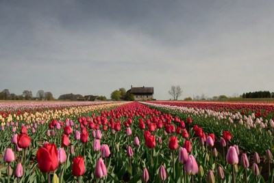 Colorful Tulip Fields with House