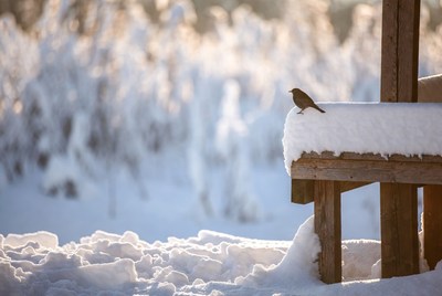 Bird perched on snowy bench
