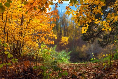 Autumn Forest Path with Golden Leaves
