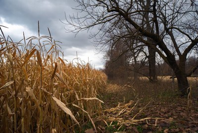 Corn Stalks by Bare Tree Field