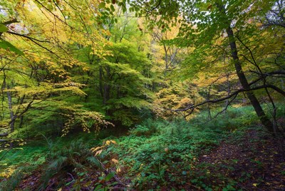 Autumn Forest with Vibrant Yellow Leaves