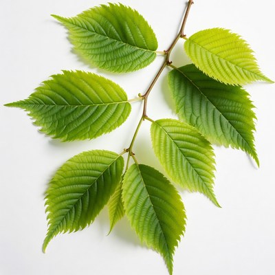 Fresh green birch leaves on branch