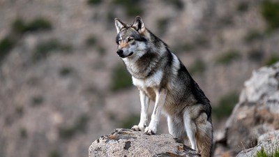 Gray wolf standing on rock