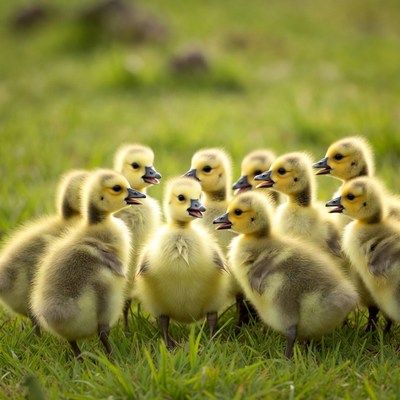 Group of Cute Goslings on Grass