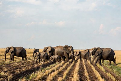 Herd of elephants walking in field
