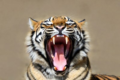 Tiger roaring with open mouth