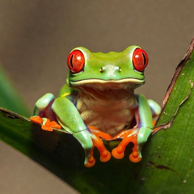 Red-eyed tree frog on leaf