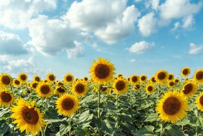 Sunflower Field Under Blue Sky