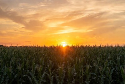 Sunset over cornfield