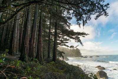 Redwood Forest Overlooking Ocean