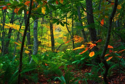Autumn Forest with Vibrant Fall Colors