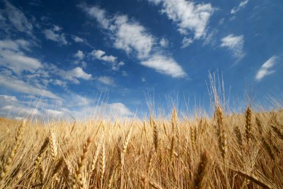 Golden Wheat Field Under Blue Sky