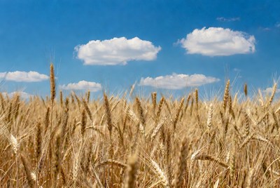 Golden Wheat Field Under Blue Sky