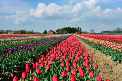 Colorful Tulip Fields Landscape
