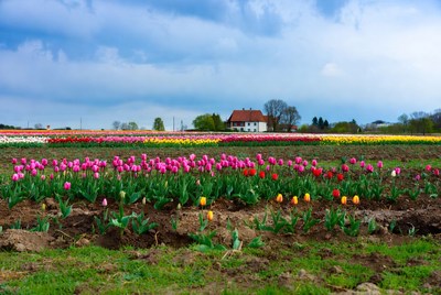 Colorful Tulip Field with Red House