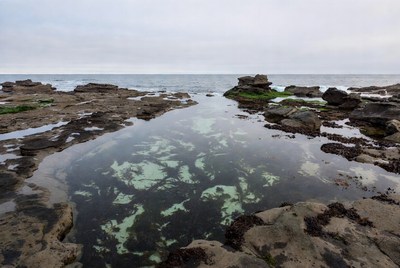 Ocean rock pool with seaweed