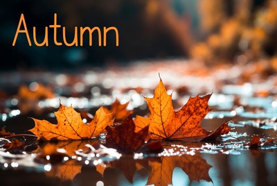 Autumn Leaves on Wet Ground