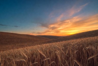 Wheat Field at Sunset
