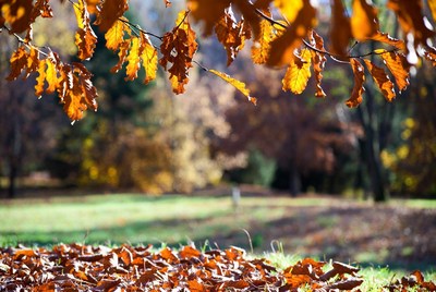 Autumn Oak Leaves Over Forest