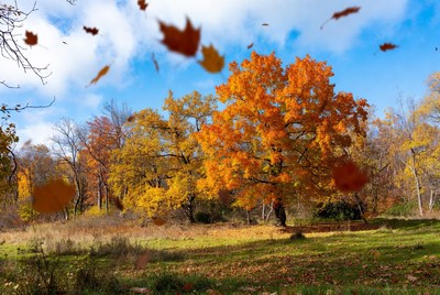 Autumn Maple Tree with Falling Leaves