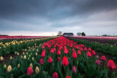 Red Tulip Fields with House