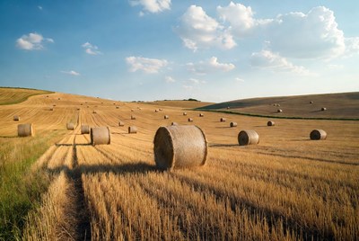 Hay bales in golden wheat field