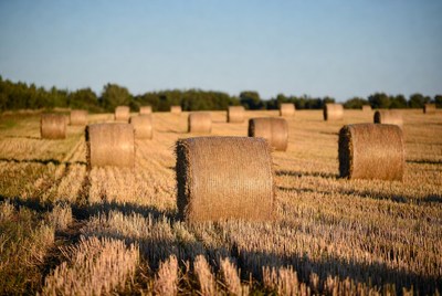 Hay bales in golden field