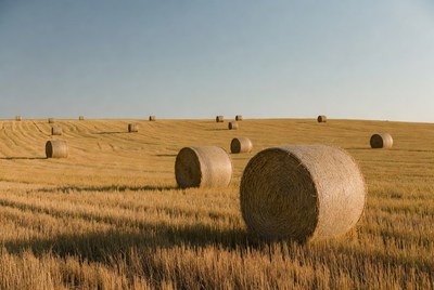 Hay bales in golden field
