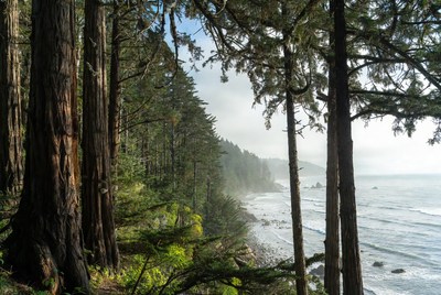 Redwood Forest Overlooking Ocean Beach