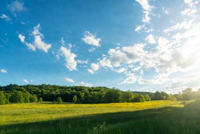 Yellow wildflower field under blue sky